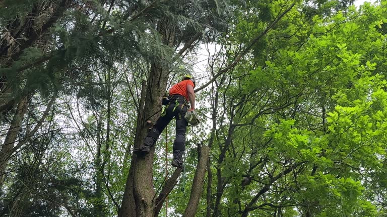 Reliable Kankakee, IL Tree Services Solutions